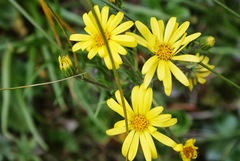 Dolichoglottis lyallii