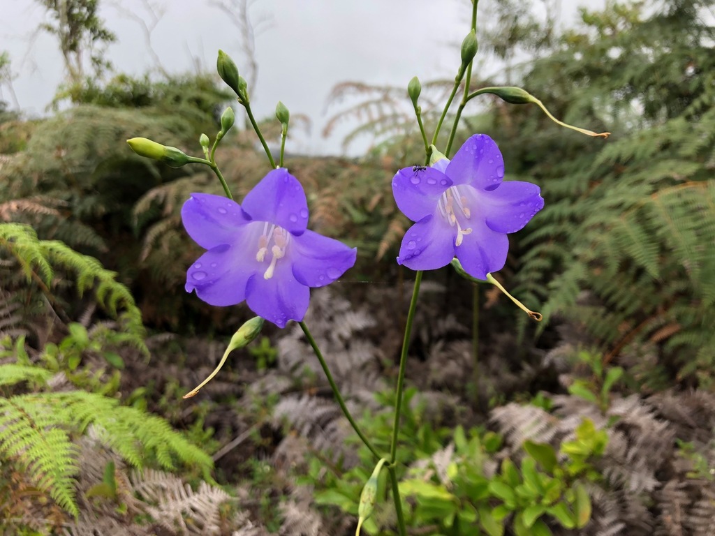 Chelonanthus purpurascens
