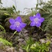 Chelonanthus purpurascens - Photo 由 Jonathan Newman 所上傳的 (c) Jonathan Newman，保留部份權利CC BY-NC