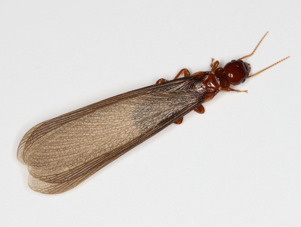 Nevada Dampwood Termite