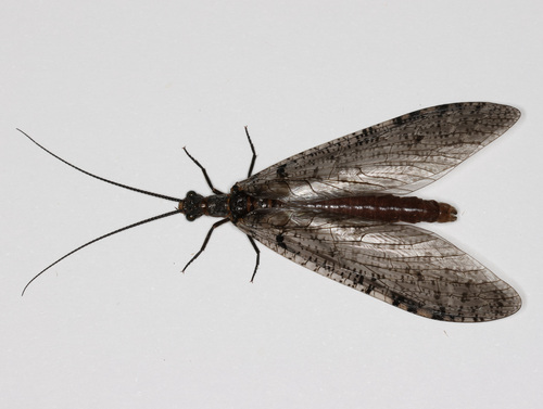 Protochauliodes simplus