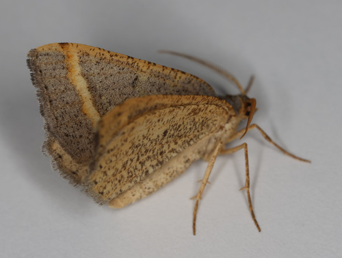 Macaria guenearia photo 3