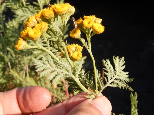 Image of Tanacetum siculum by (c) Luca Fornasari, some rights reserved (CC BY)