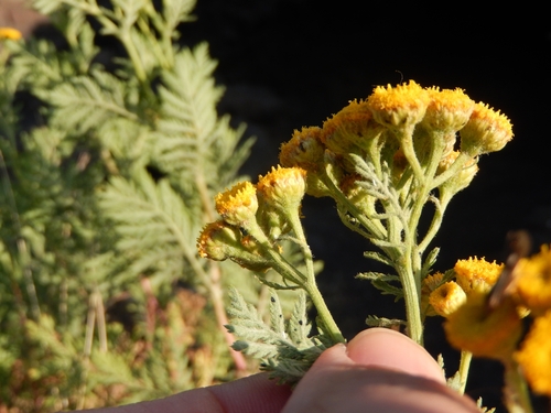 Image of Tanacetum siculum by (c) Luca Fornasari, some rights reserved (CC BY)