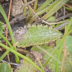 Alepidea
