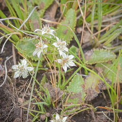 Alepidea