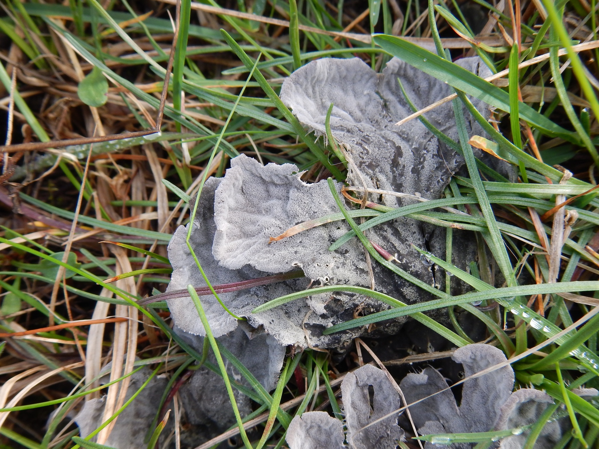 Peltigera canina image