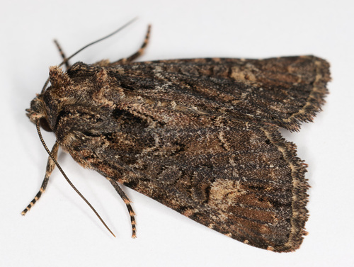 Rusty Shoulder Knot Moth photo 3