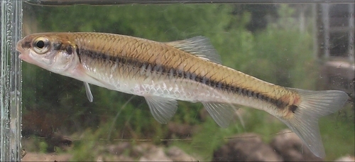 Bluntnose Minnow
