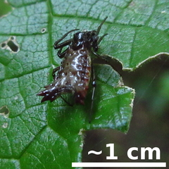 Micrathena plana