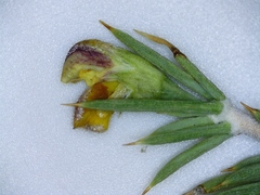 Aspalathus rigidifolia