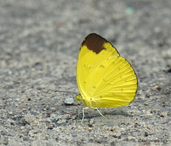 Eurema sari