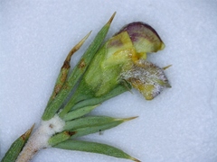 Aspalathus rigidifolia