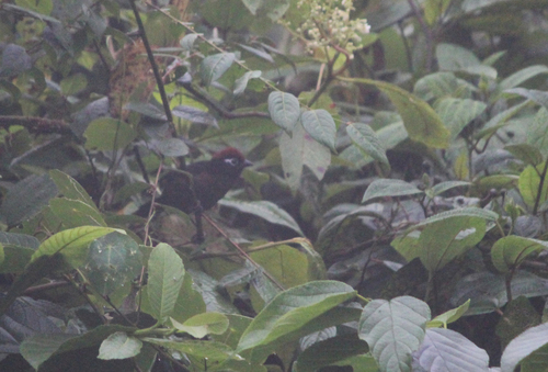 White-rimmed Brushfinch (Atlapetes leucopis), photo 6