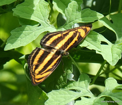 Athyma nefte subrata