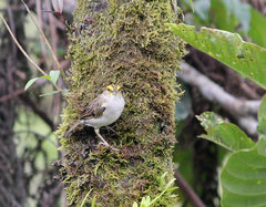 Ammodramus aurifrons