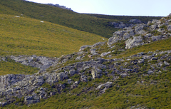 Capra pyrenaica victoriae