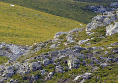 Capra pyrenaica victoriae