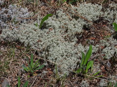 Cladonia arbuscula mitis