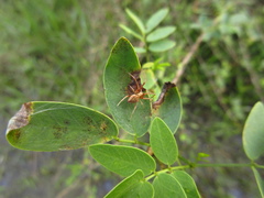 Acacesia