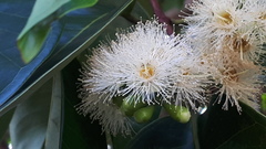 Syzygium grande
