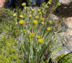 Phylica nigromontana
