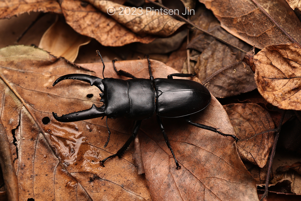 Serrognathus titanus platymelus (世界犀金龟和锹形虫) · iNaturalist