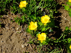Ranunculus altaicus