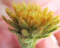 Phylica nigromontana