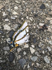 Polyura eudamippus formosana