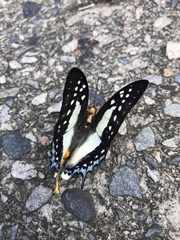 Polyura eudamippus formosana