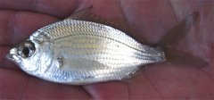 Eucinostomus gula