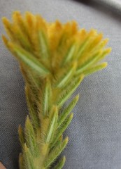 Phylica nigromontana