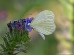 Dismorphiinae