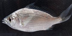 Eucinostomus gula