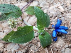 Coccocypselum lanceolatum