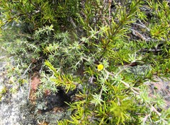 Aspalathus rigidifolia