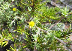 Aspalathus rigidifolia