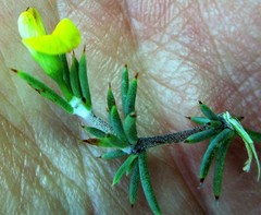 Aspalathus rigidifolia