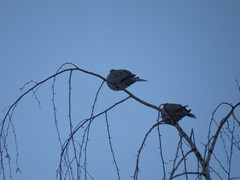 Streptopelia decaocto