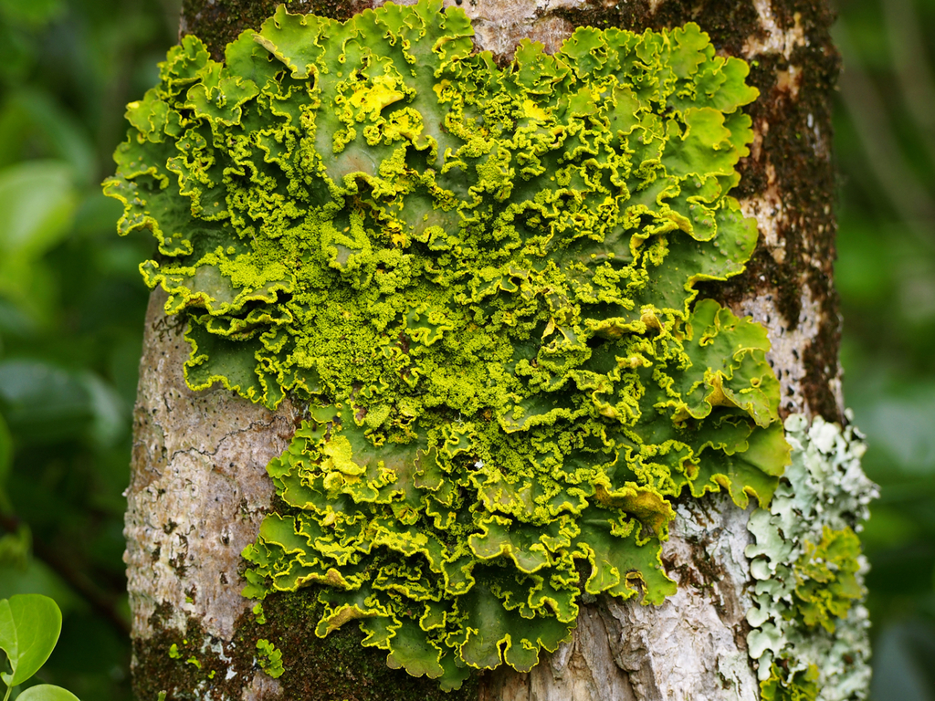 Lobariaceae