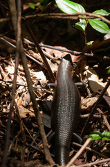 Land Mullet photo 5