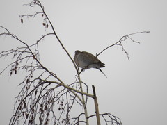 Streptopelia decaocto