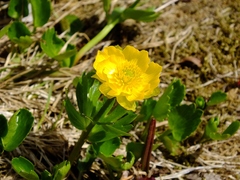 Ranunculus altaicus