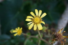 Farfugium japonicum japonicum