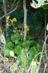 Farfugium japonicum japonicum