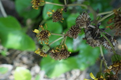 Farfugium japonicum japonicum