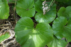 Farfugium japonicum japonicum