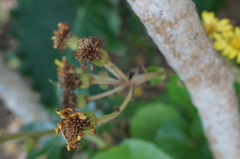 Farfugium japonicum japonicum
