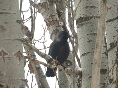 Corvus monedula